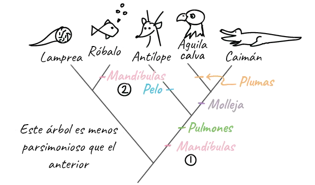 arbol filogenetico grafica - Cómo armar un árbol filogenético