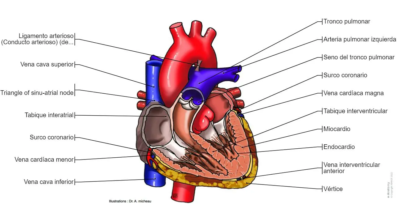 anatomia grafica del corazon - Cómo es la anatomía del corazón