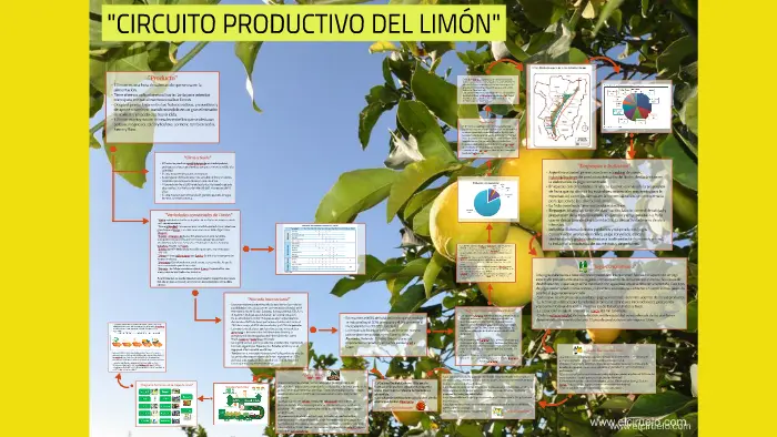 circuitos productivos limon grafica - Cómo es la producción del limón