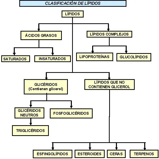 como se clasifican los lipidos.explica cada una y grafica - Cómo explicar los lípidos