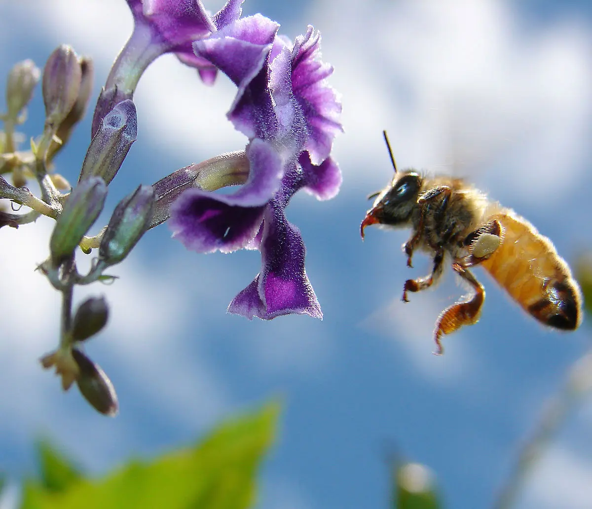 abecedario aveja curvivs e imprenta - Cómo hace la abeja escrito