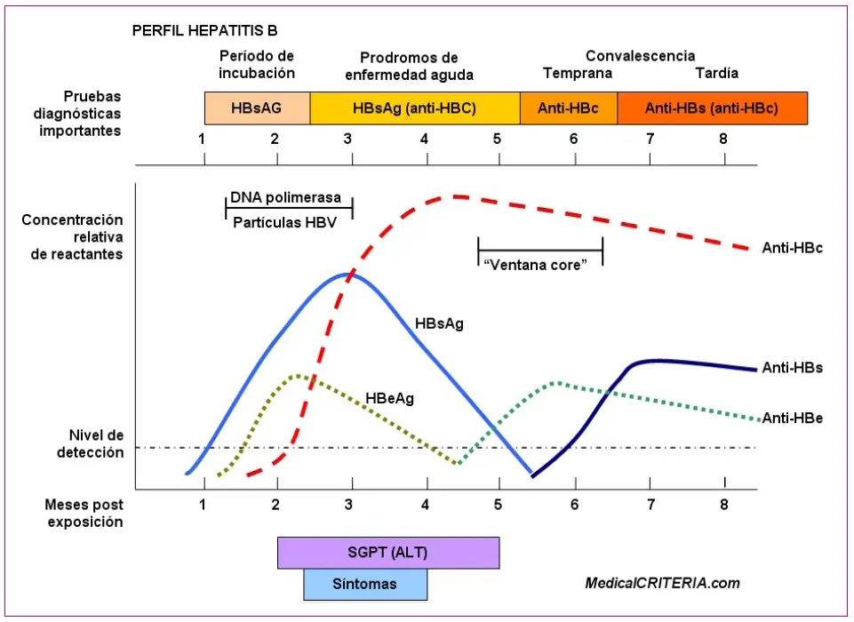 serologia hepatitis b grafica - Cómo interpretar la prueba del perfil de hepatitis B