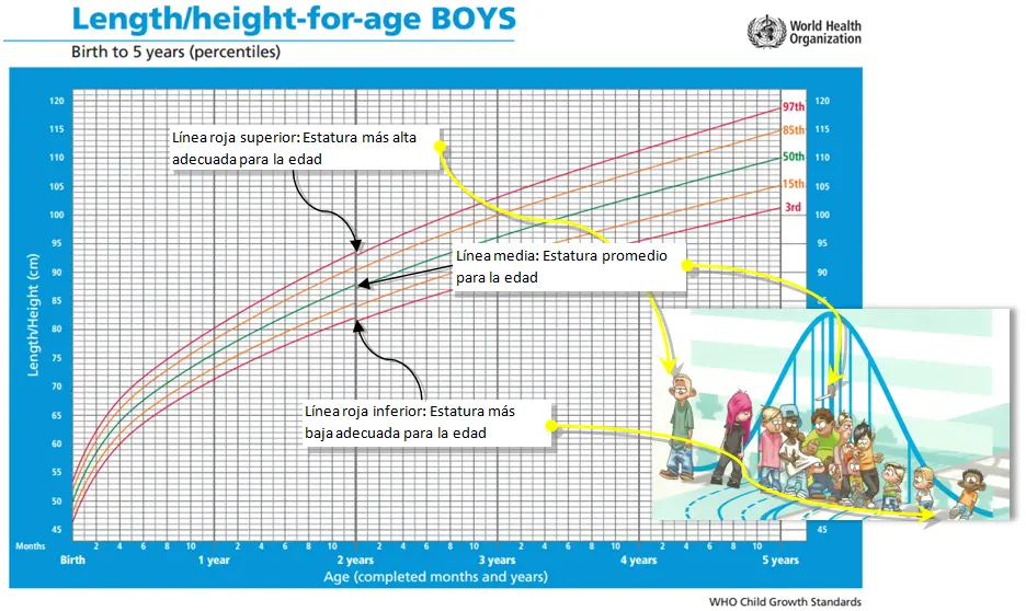 como interpretar grafica imc edad oms - Cómo interpretar las curvas de crecimiento de la OMS