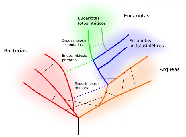 arbol filogenetico grafica - Cómo interpretar un árbol filogenético