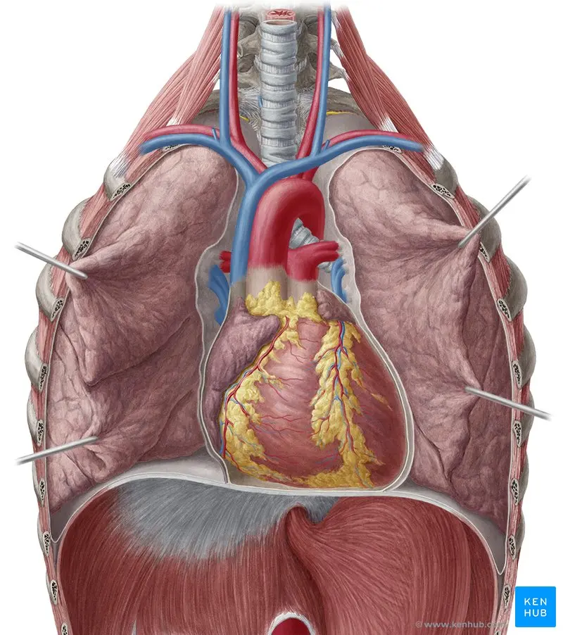 ciclo cardiaco grafica - Cómo leer una gráfica del ciclo cardíaco