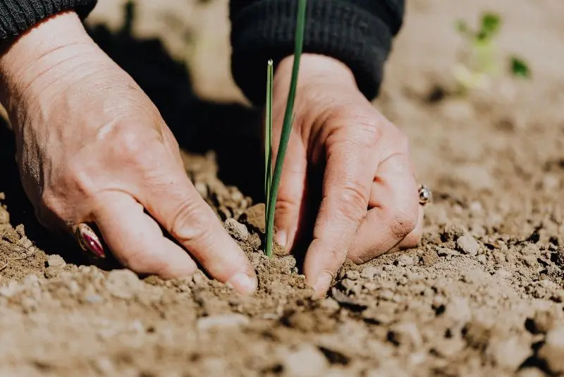 arte grafica contra el desmonte - Cómo podemos evitar la deforestación