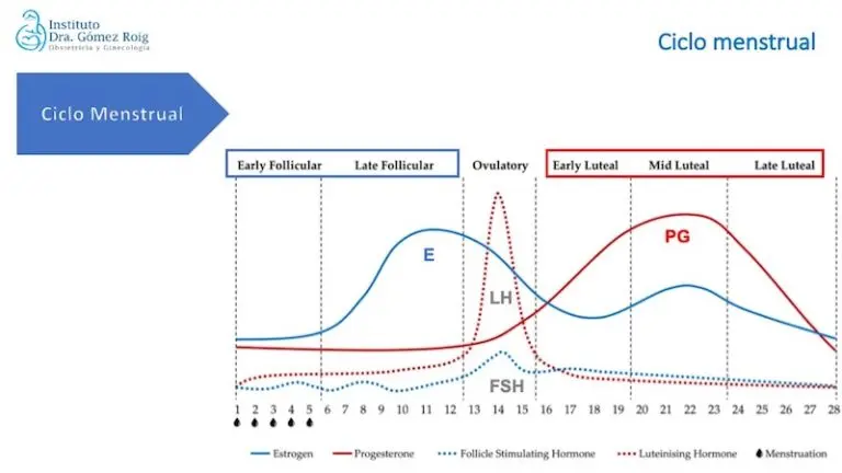 ciclo hormonal femenino grafica - Cómo puedo saber mi ciclo hormonal