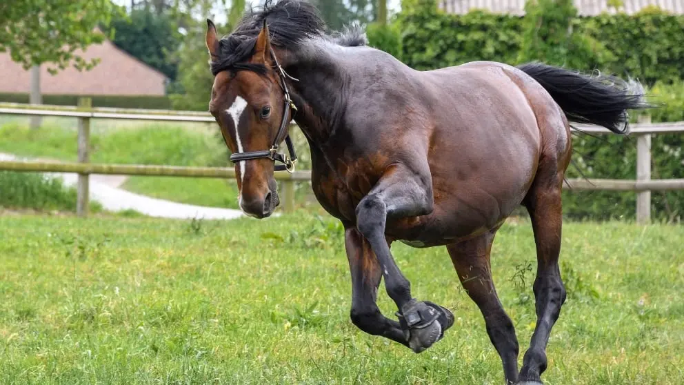 caballo de carrera grafica - Cómo saber si un caballo de carreras es bueno