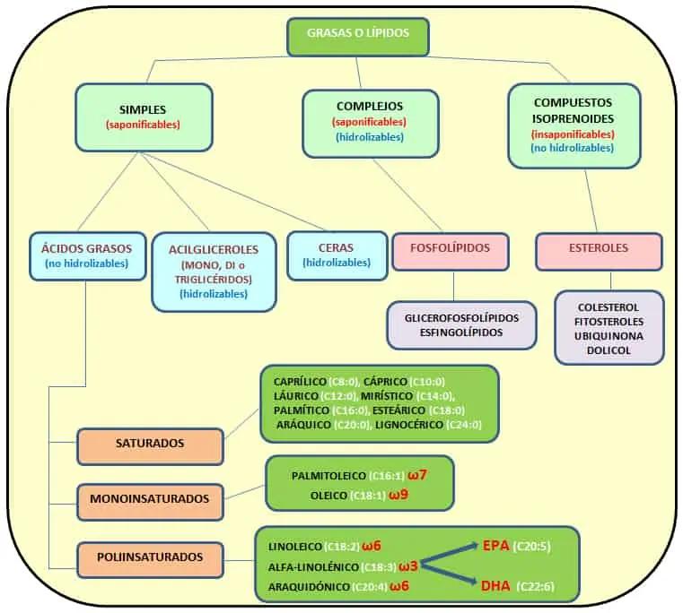 como se clasifican los lipidos.explica cada una y grafica - Cómo se clasifican los lípidos en Wikipedia