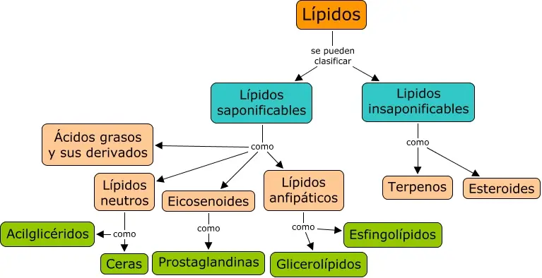 como se clasifican los lipidos.explica cada una y grafica - Cómo se clasifican los lípidos y su clasificación