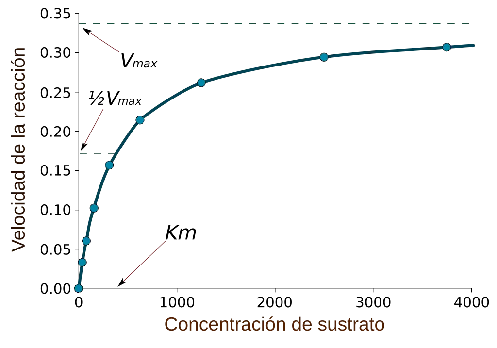 grafica de michaelis menten - Cómo se describe un gráfico de Michaelis-Menten