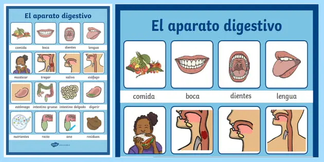 aparato digestivo en imprenta mayuscula - Cómo se escribe el aparato digestivo