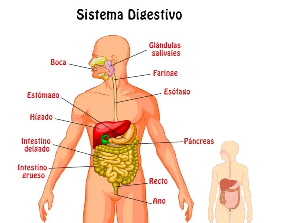 aparato digestivo en imprenta mayuscula - Cómo se escribe sistema digestivo en mayúscula