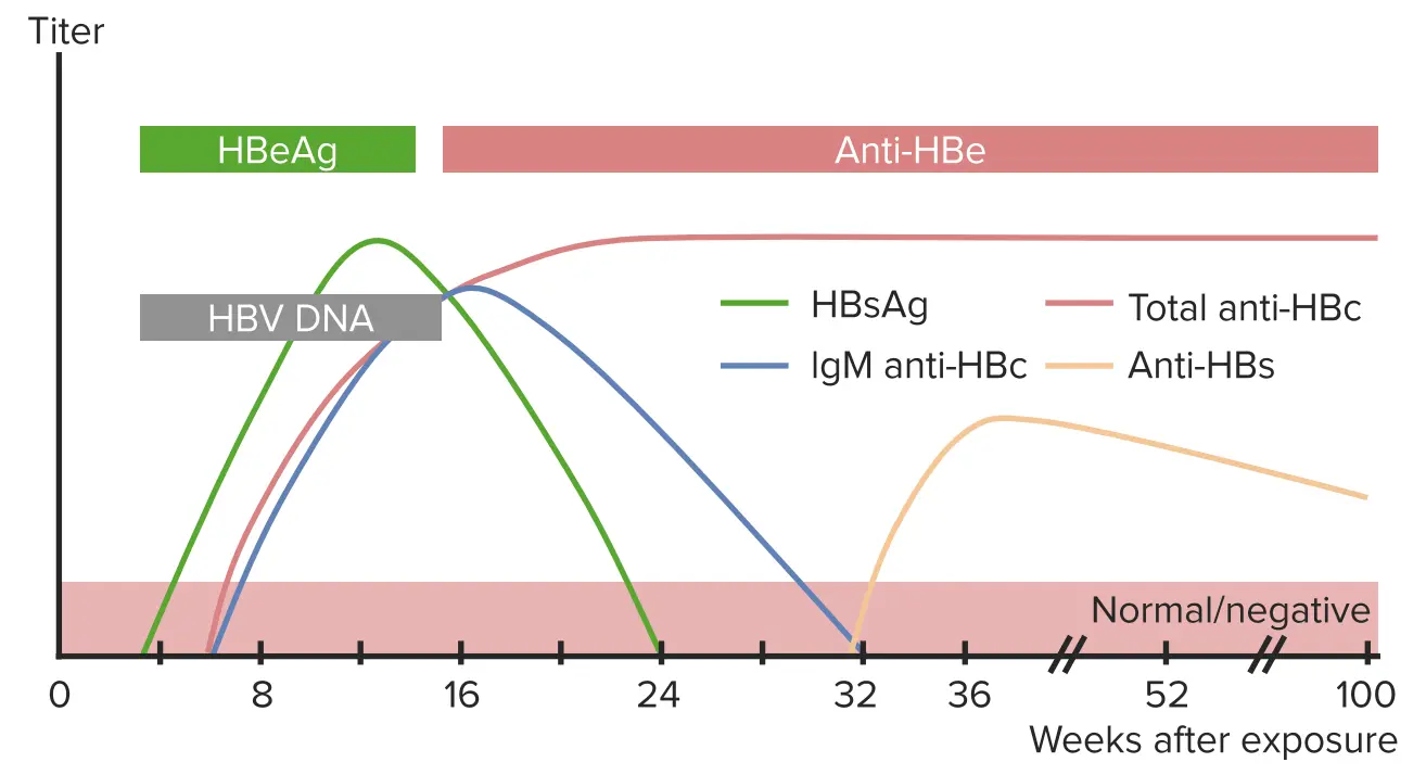 serologia hepatitis b grafica - Cómo se leen los resultados de la hepatitis B