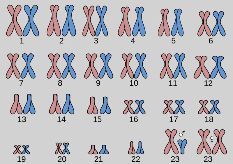 como se llama la representacion grafica del cariotipo - Cómo se llama el estudio de los cromosomas