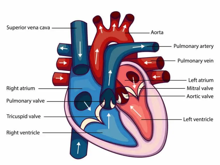 anatomia grafica del corazon - Cómo se llaman las 4 partes del corazón