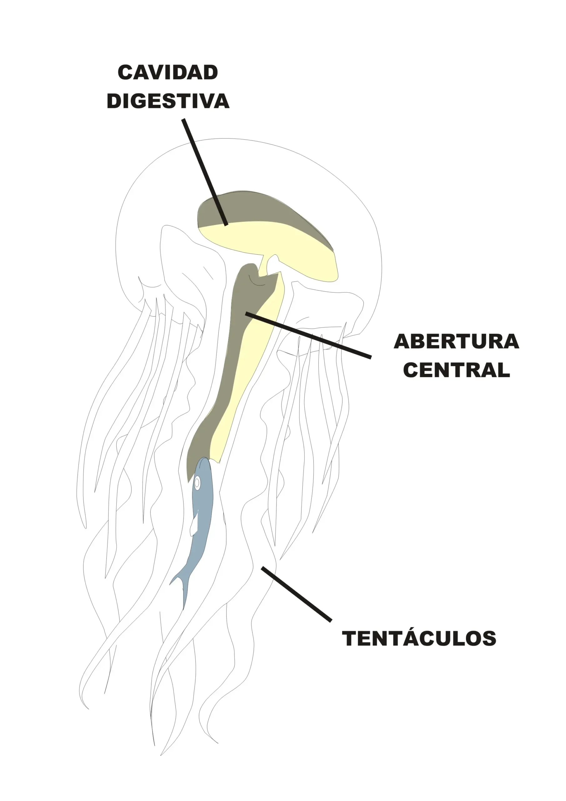 cnidarios descripcion grafica - Cómo se mueven los cnidarios