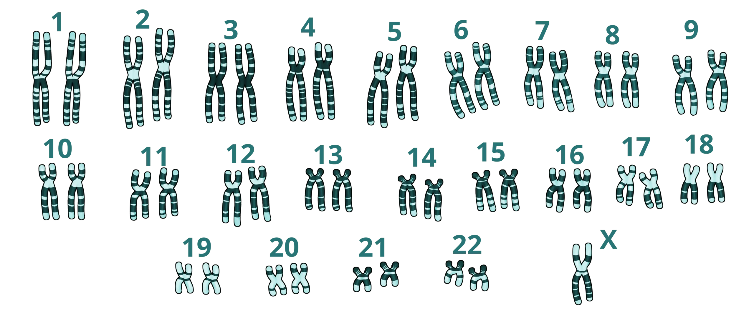 como se llama la representacion grafica del cariotipo - Cómo se presenta el cariotipo