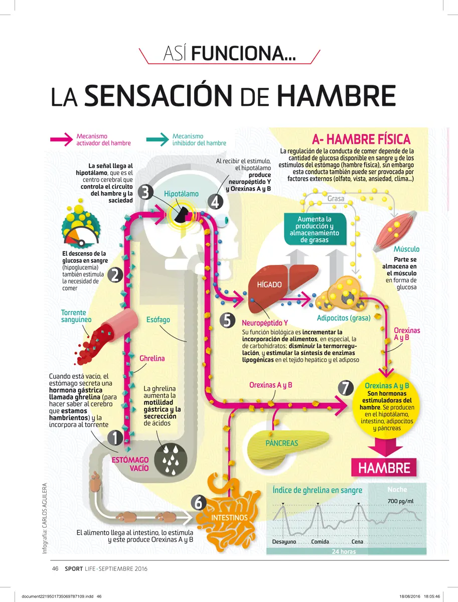 abrir el apetito descripcion grafica - Cómo se puede abrir el apetito