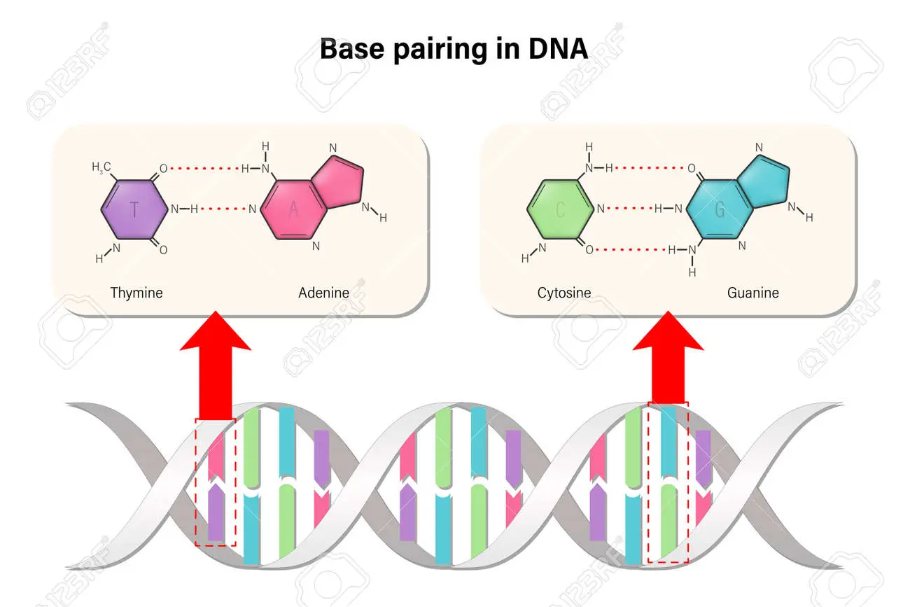 apareamiento adn grafica - Cómo se puede reproducir el ADN