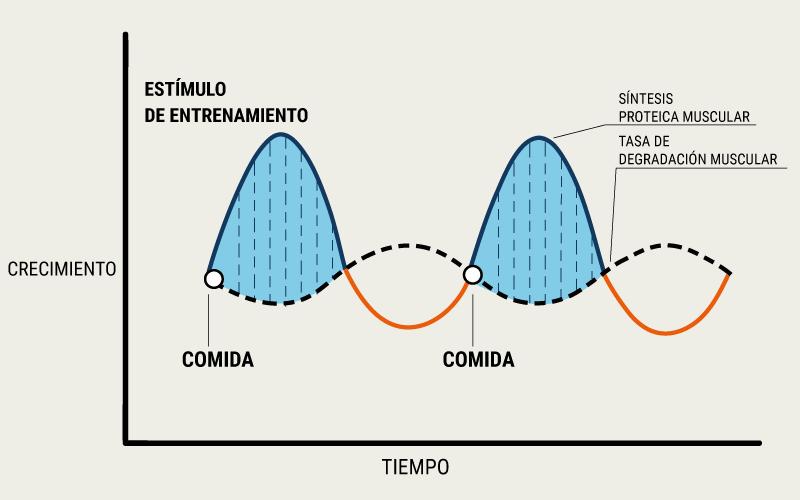 actividad de sintessi de una proteina grafica - Cómo se realiza la síntesis de proteína