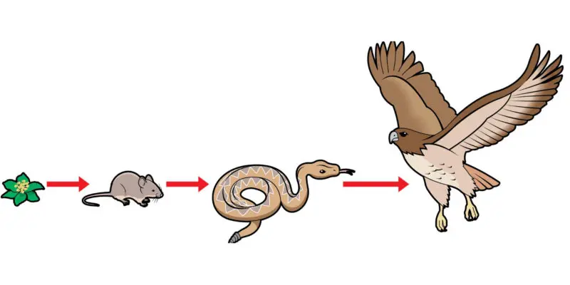 representacion grafica de una cadena trofica - Cómo se representa la cadena trófica