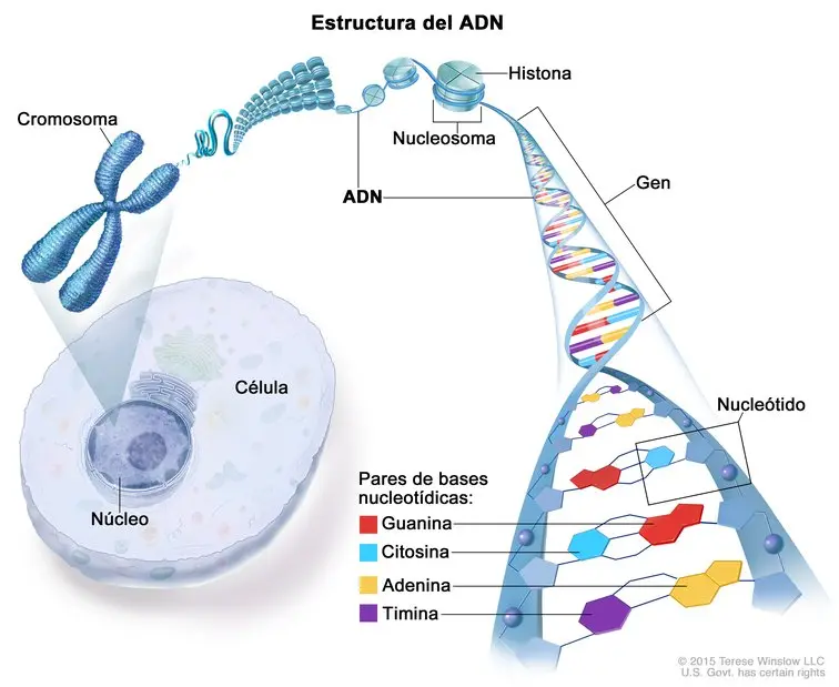 adn polimero estructura grafica - Cómo se representa la estructura del ADN