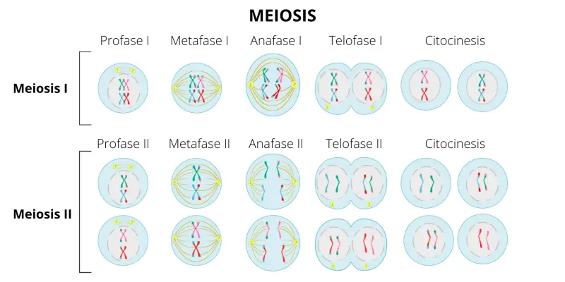 como se reproduce una celula grafica - Cómo se reproducen las células somáticas