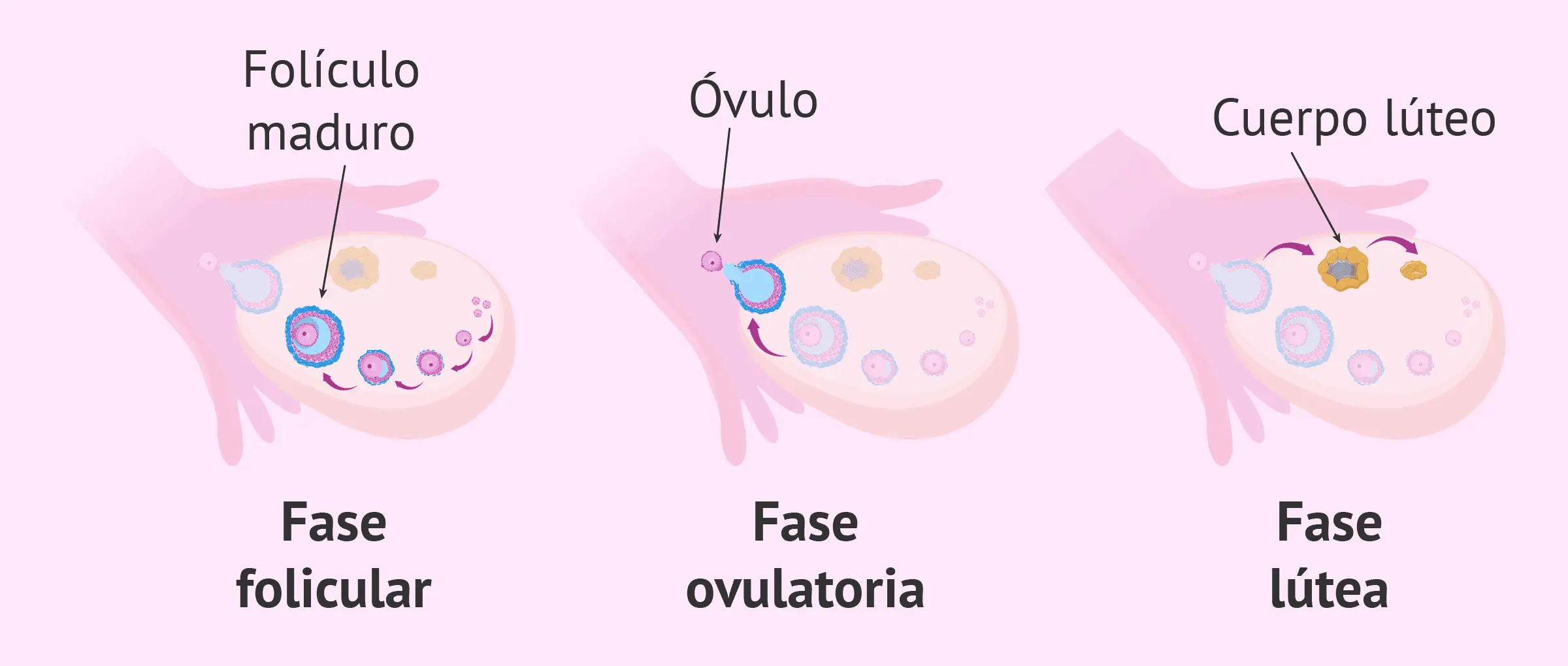 grafica de ovulacion - Cuál es el pico de la ovulación