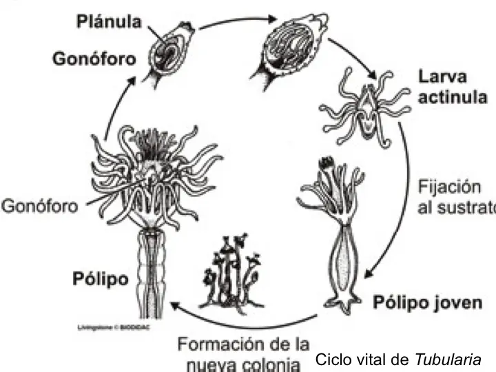 cnidarios descripcion grafica - Cuál es el plan estructural de los cnidarios