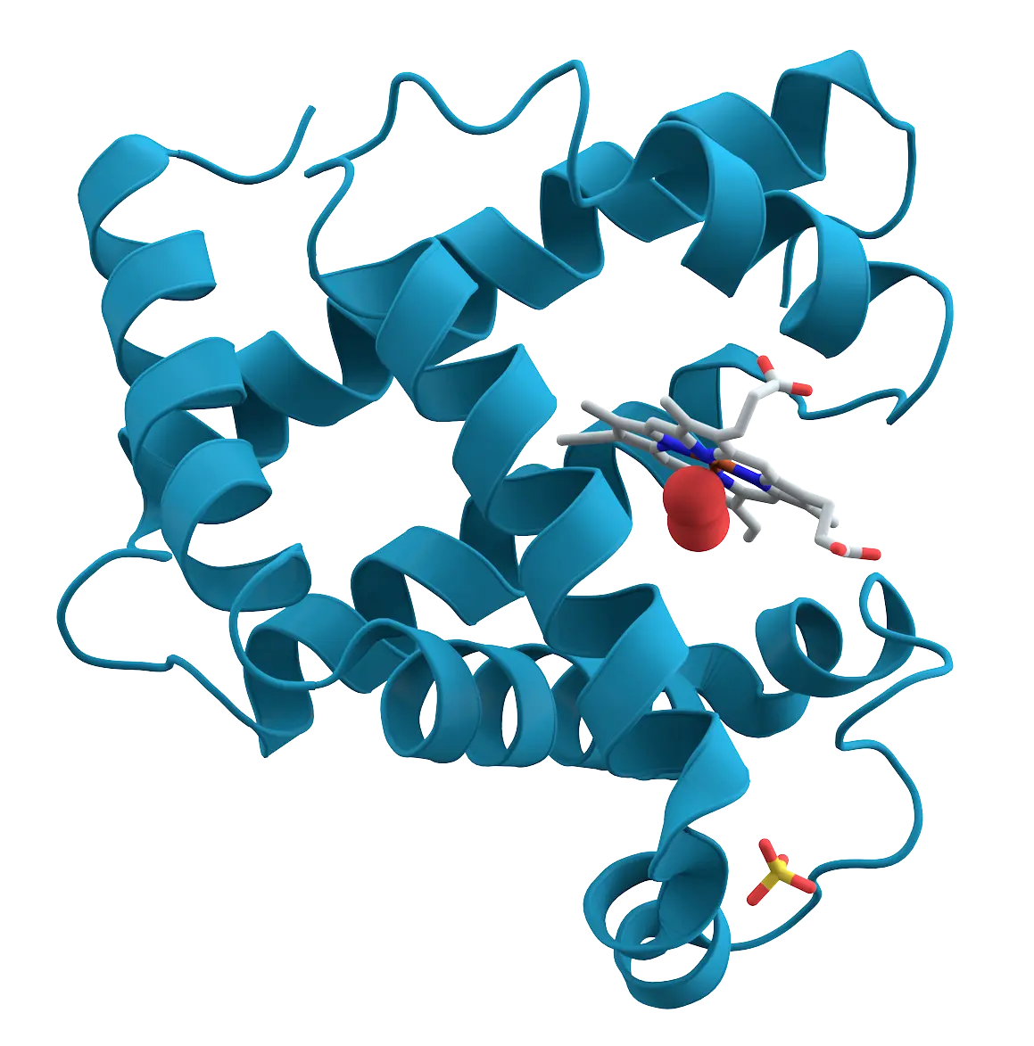 biomoleculas grafica - Cuál es la biomolécula más importante