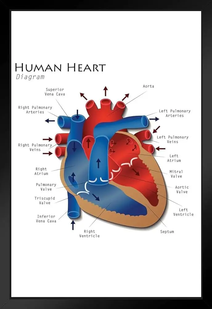 anatomia grafica del corazon - Cuáles son las 3 capas del corazón