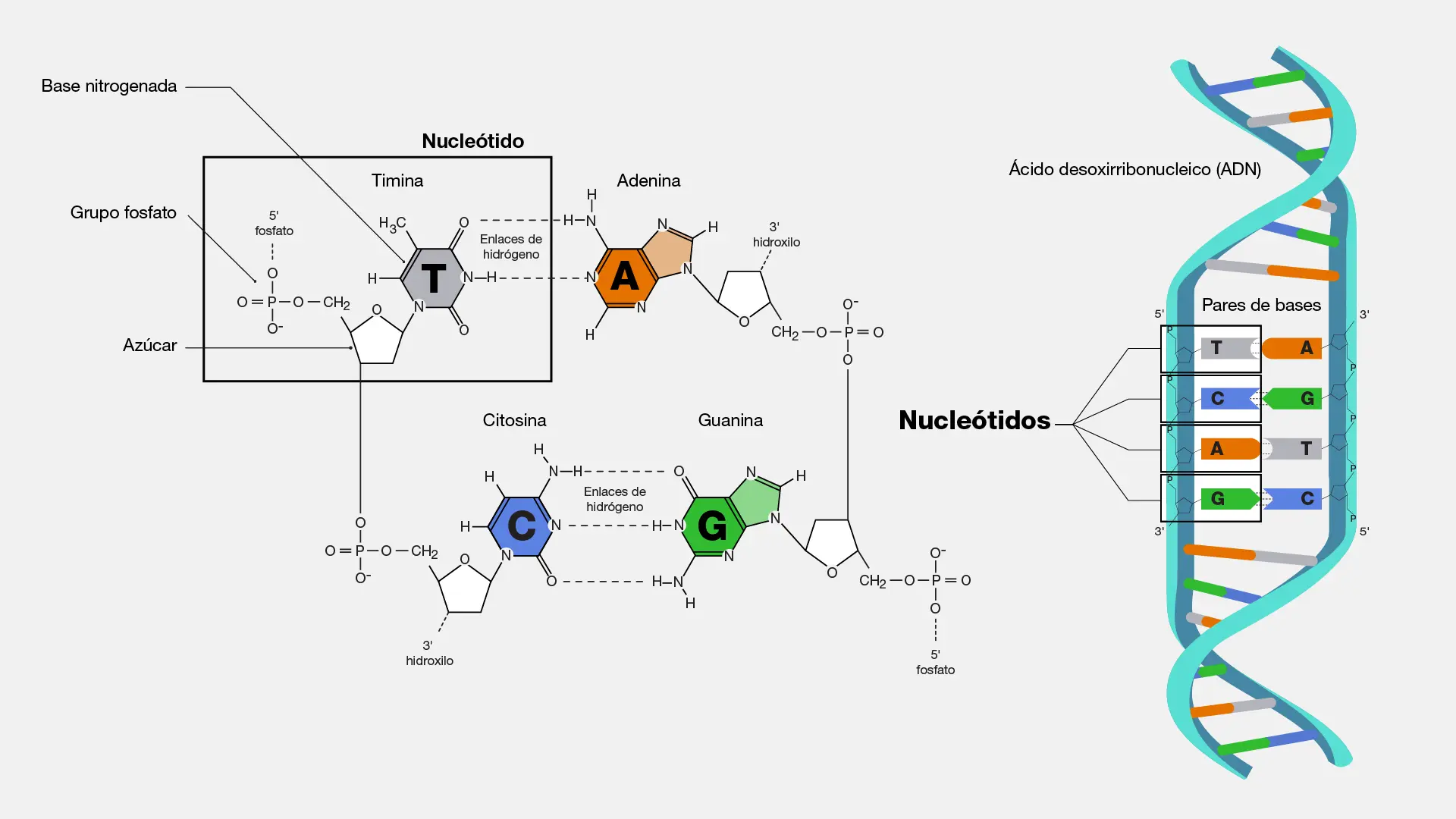 adn polimero estructura grafica - Cuáles son las 4 bases del ADN