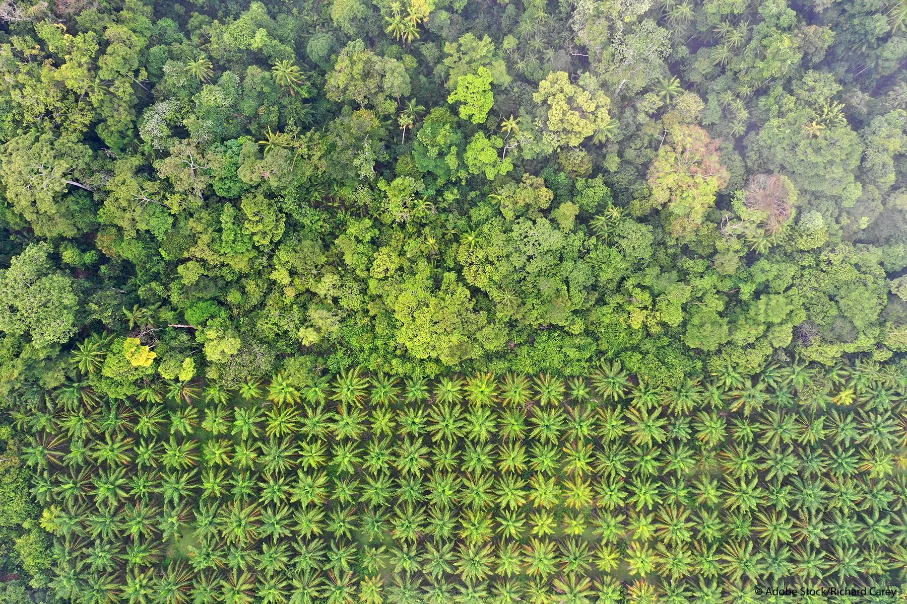 arte grafica contra el desmonte - Cuáles son las causas principales de la deforestación