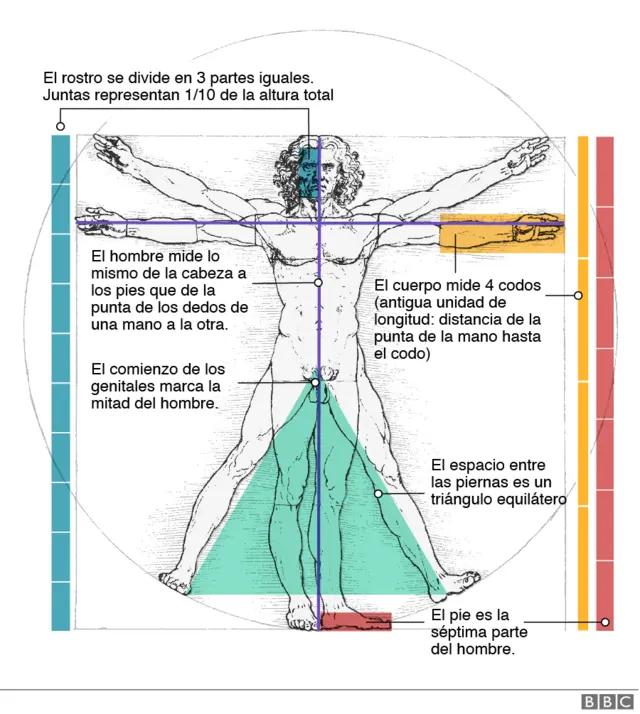 grafica del hombre - Cuáles son las etapas de la evolución del hombre