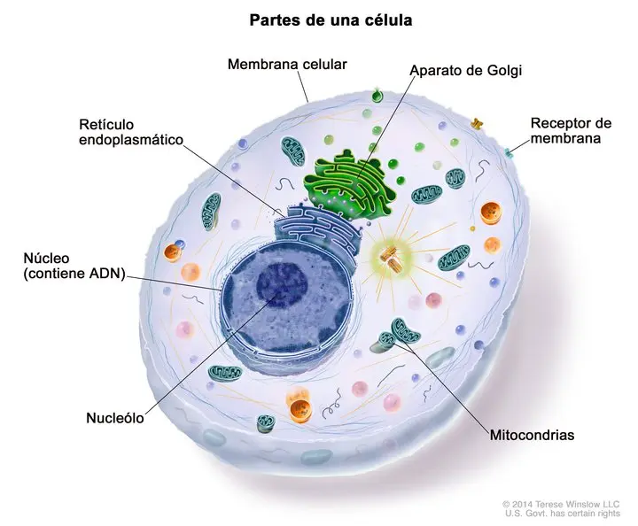 grafica de la celula y sus partes - Cuáles son las partes de la célula y sus funciones