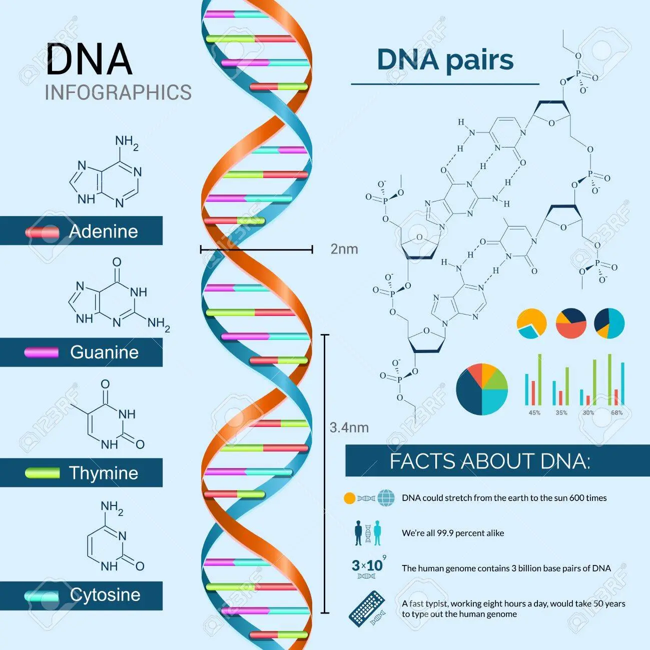 adn informacion grafica - Cuáles son los 3 tipos de ADN