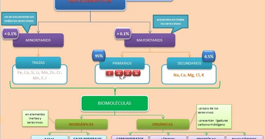 bioelementos biomoleculas grafica - Cuáles son los 4 bioelementos primarios