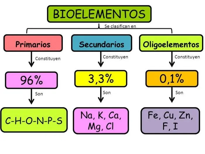 bioelementos biomoleculas grafica - Cuáles son los 4 tipos de biomoléculas