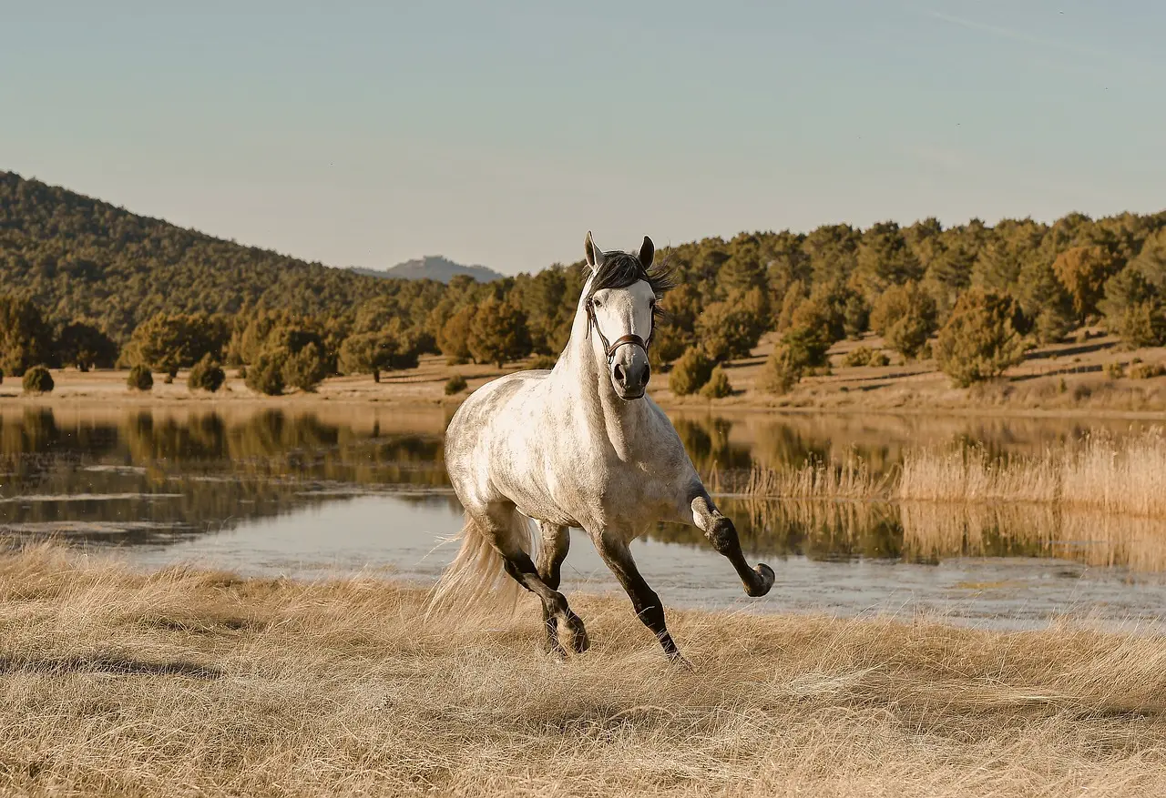 caballo de carrera grafica - Cuántos kilómetros por hora alcanza un caballo de carrera