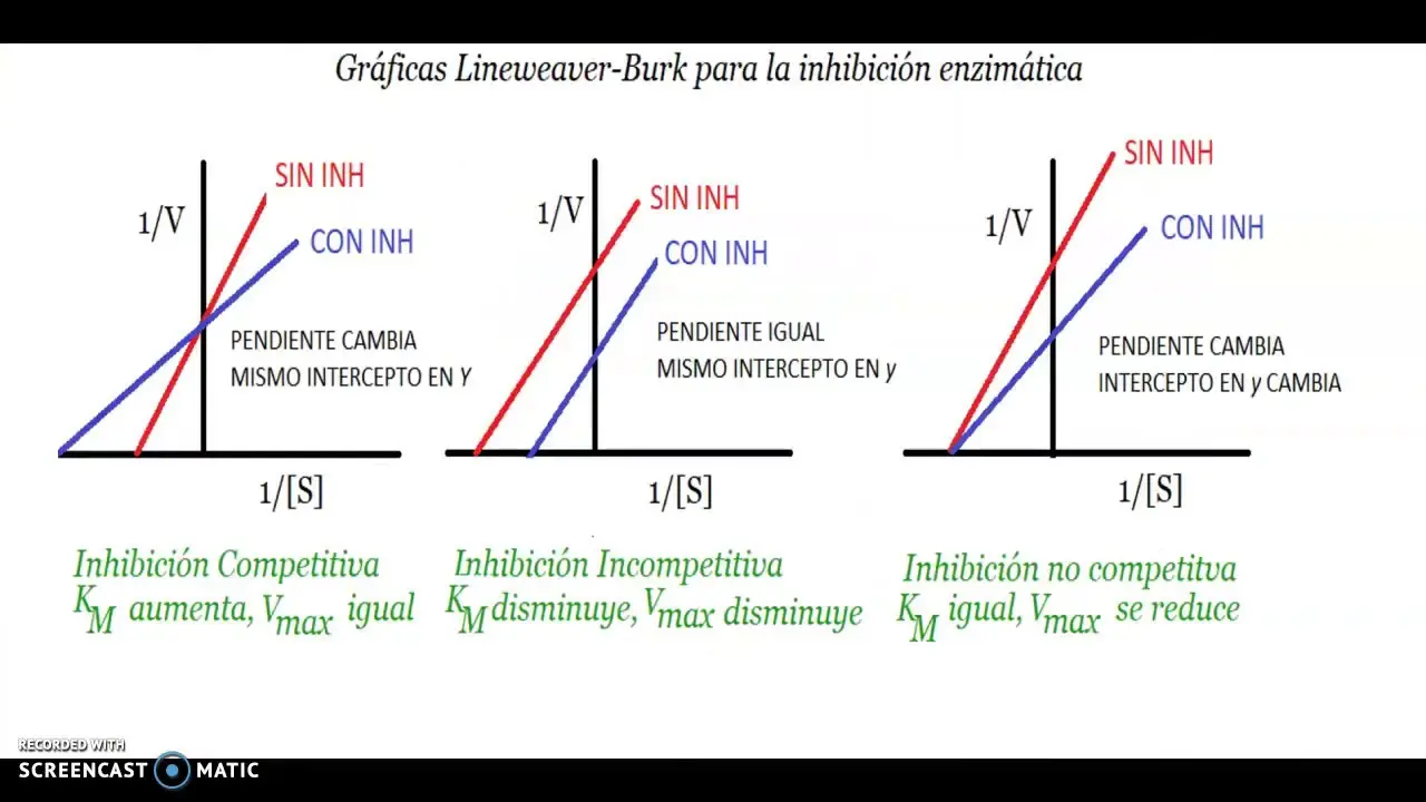 inhibicion no competitiva grafica - Dónde se une un inhibidor no competitivo