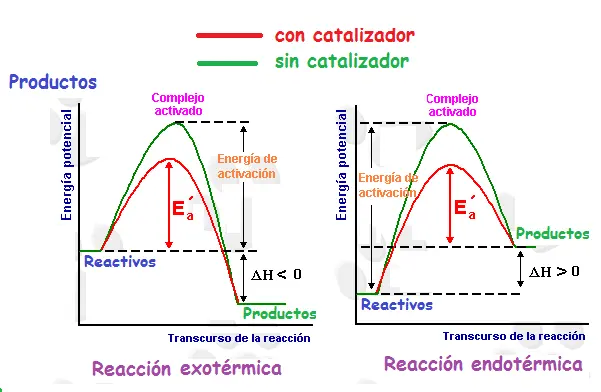 como afecta en la grafica y la velocidad un catalizador - El catalizador afecta la velocidad de reacción