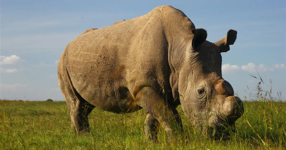 animal en extinción grafica blanco y negro - Qué animales están en proceso de extinción