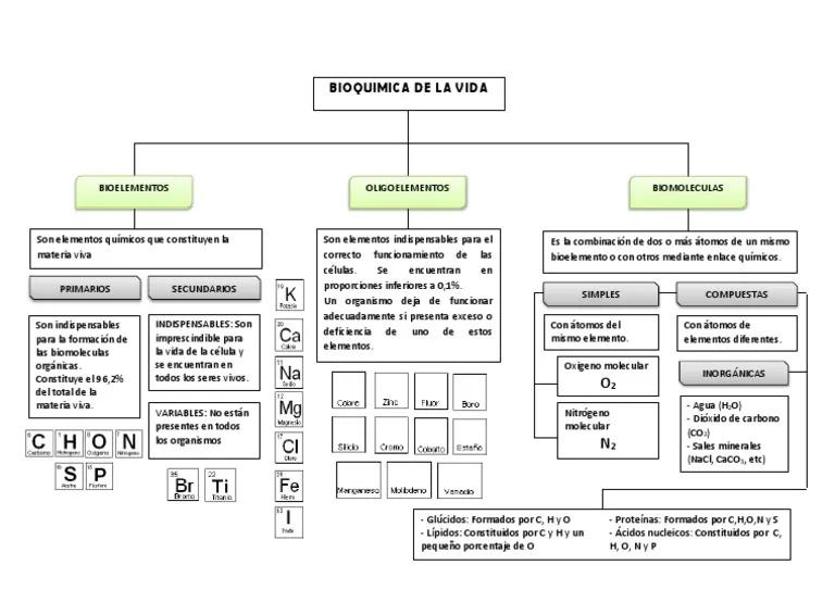 bioelementos biomoleculas grafica - Qué bioelementos forman las biomoléculas