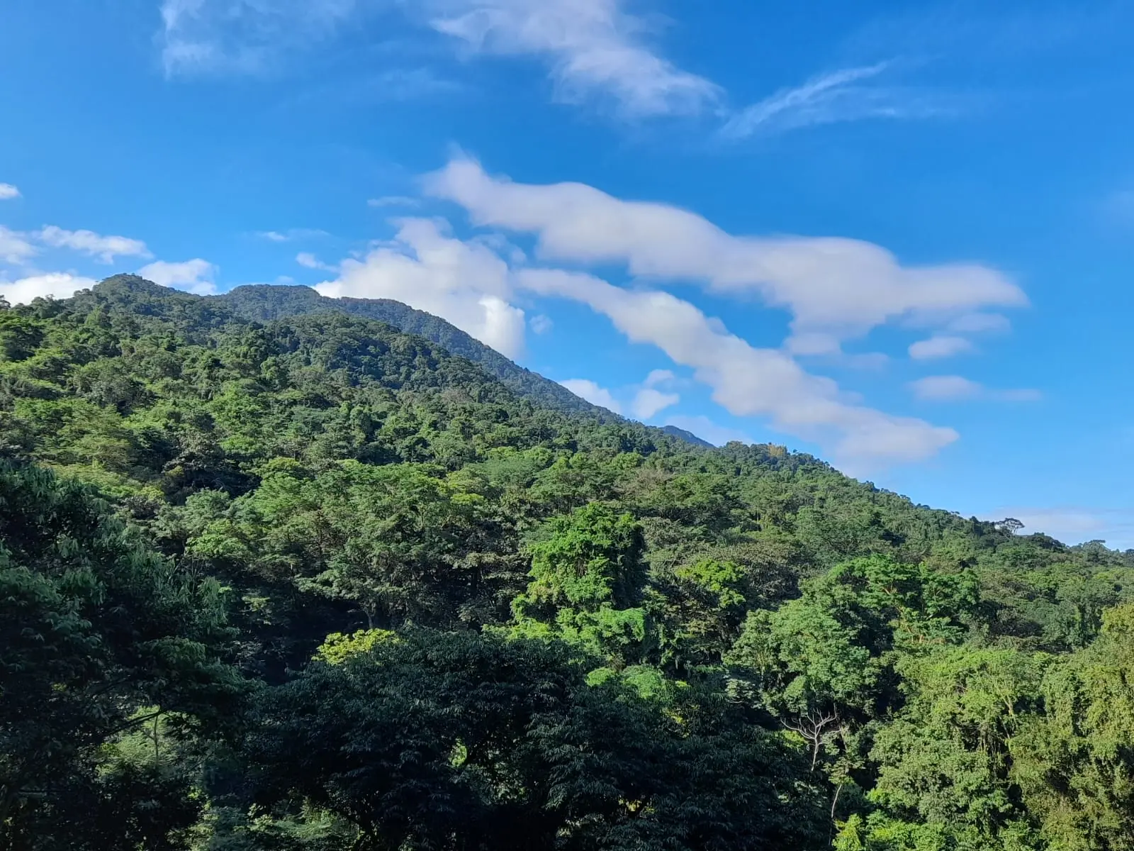 buscar imágenes o grafica los principales biomas de américa - Qué biomas hay en América Central