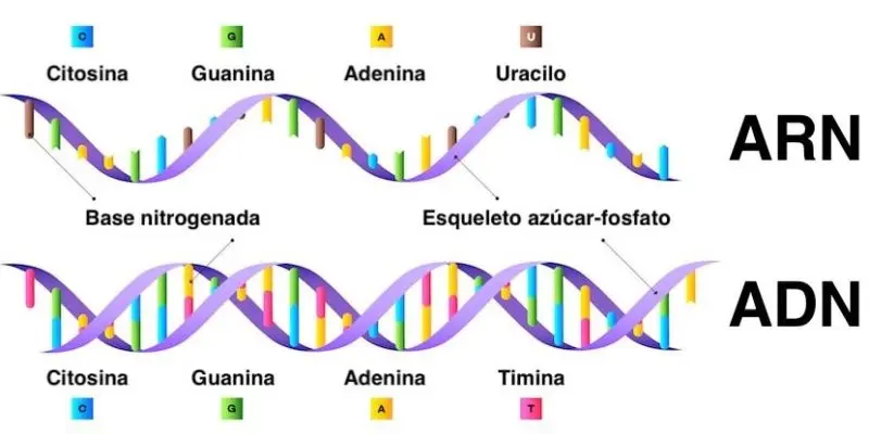 and y arnrepresentacion grafica - Qué diferencia hay entre el ADN y el ARN