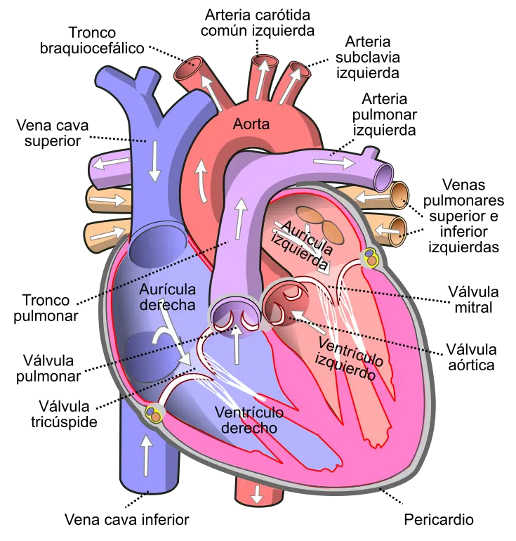 anatomia grafica del corazon - Qué divide el lado izquierdo y el lado derecho del corazón