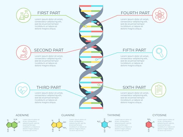 adn informacion grafica - Qué es el ADN resumen