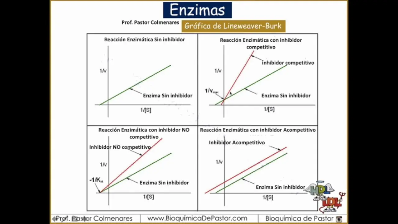 inhibicion no competitiva grafica - Qué es la inhibición no competitiva