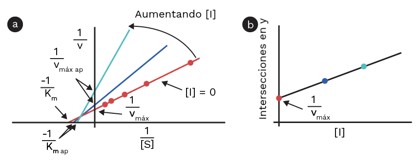 inhibicion no competitiva grafica - Qué es la km y la vmax